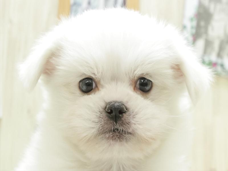愛知県のハーフ犬 (ワンラブNEW・イオンタウン名西店/2023年11月18日生まれ/男の子/ホワイト)の子犬