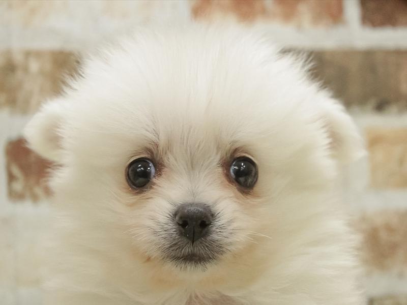 愛知県のポメラニアン (ワンラブ中部統括管理センター（D３）/2023年11月18日生まれ/男の子/ホワイト)の子犬