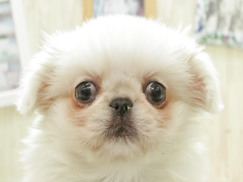 愛知県のペキニーズ (ワンラブイオンモール新瑞橋店/2023年11月18日生まれ/女の子/ホワイト)の子犬