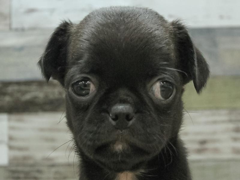 京都府のハーフ犬 (ワンラブMOMOテラス店/2023年12月17日生まれ/男の子/ブラック)の子犬