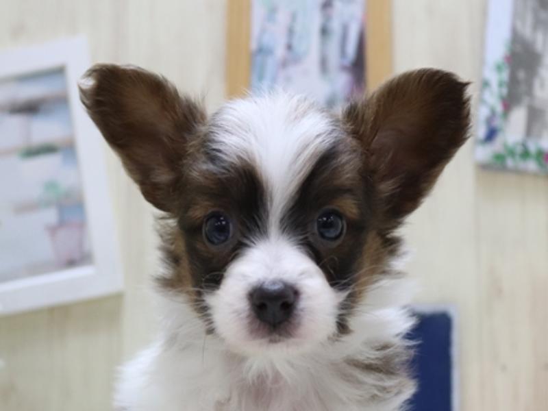 滋賀県のパピヨン (ワンラブカインズ甲賀店/2023年12月26日生まれ/男の子/ホワイトレッド)の子犬