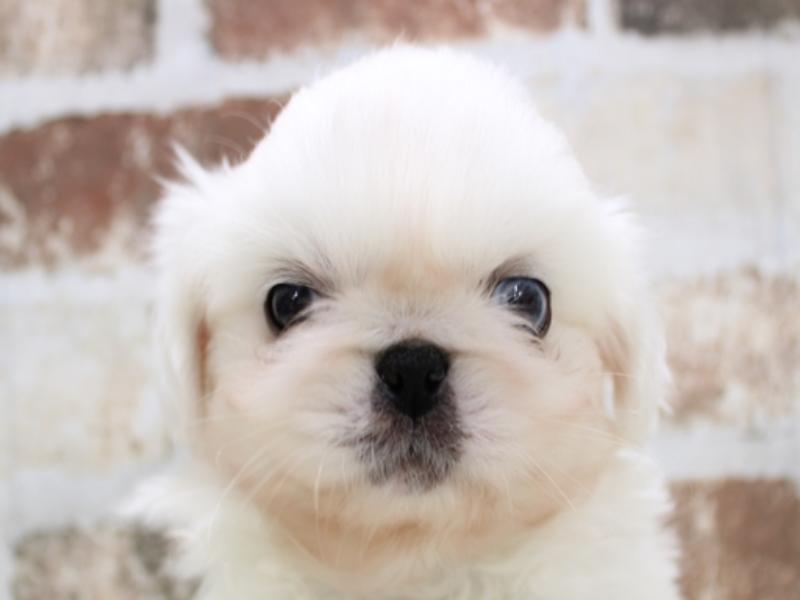 愛知県のペキニーズ (ワンラブカインズ小牧店/2023年12月28日生まれ/男の子/ホワイト)の子犬