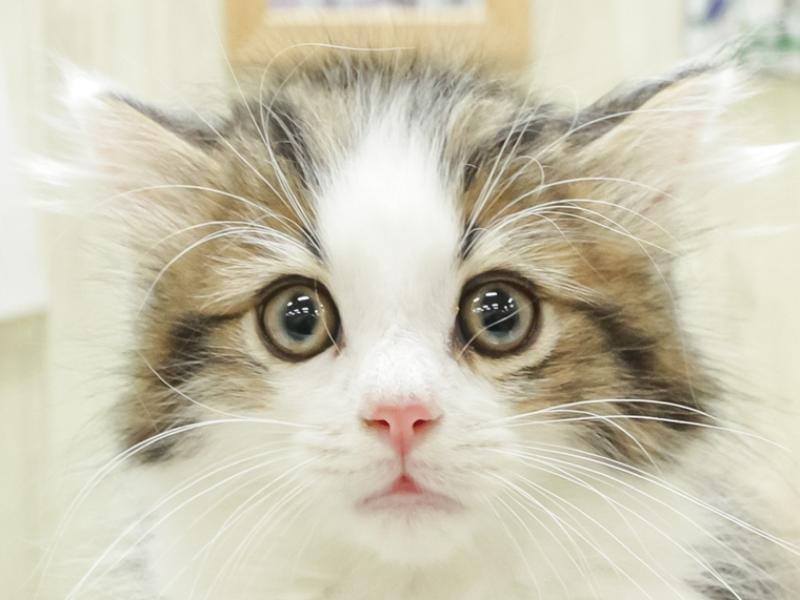 宮崎県のラガマフィン (ワンラブｽｰﾊﾟｰｾﾝﾀｰﾆｼﾑﾀ五十市店/2023年12月30日生まれ/男の子/ブラウンタビーホワイト)の子猫