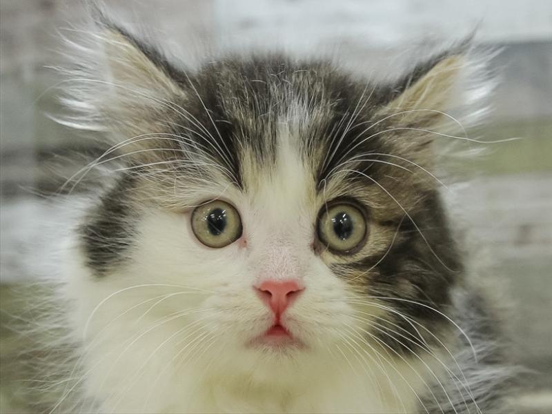 熊本県のラガマフィン (ワンラブゆめタウン光の森店/2023年12月30日生まれ/女の子/ブラウンタビーホワイト)の子猫