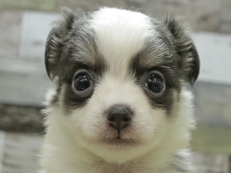 富山県のチワワ(ロング) (ワンラブ富山ファボーレ店/2023年12月30日生まれ/男の子/ブルータンホワイト)の子犬