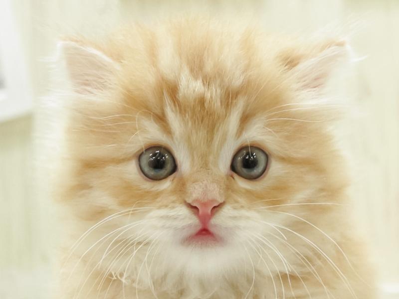 青森県のマンチカン (ワンラブエルムの街店/2023年12月30日生まれ/男の子/レッドタビー)の子猫