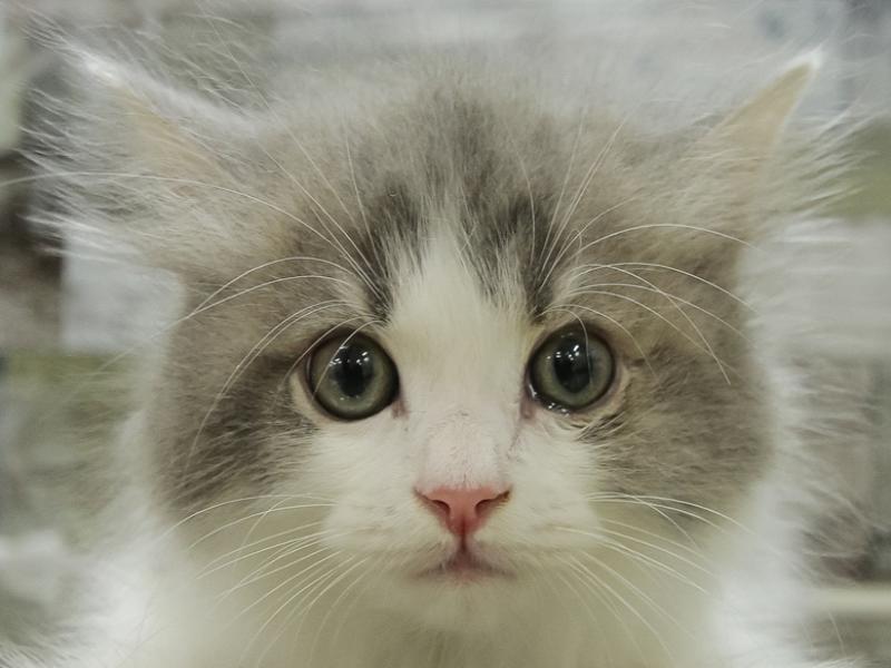 沖縄県のスコティッシュフォールド (ワンラブMEGA ドン・キホーテうるま店/2023年12月31日生まれ/男の子/ブルータビーホワイト)の子猫