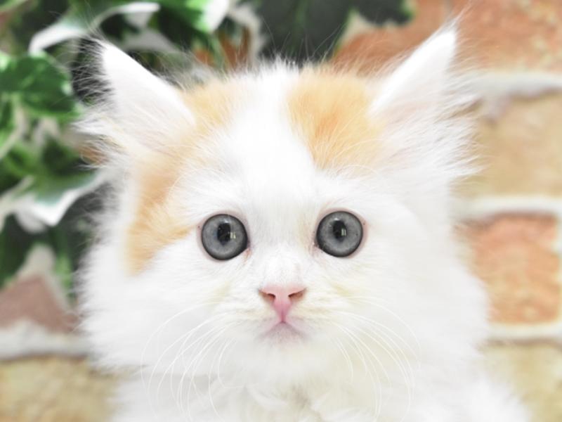 神奈川県のミヌエット (ワンラブTHE OUTLETS  湘南平塚店/2024年1月2日生まれ/男の子/レッドタビーホワイト)の子猫
