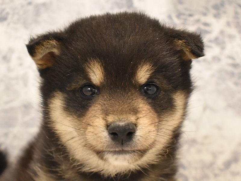 2024年1月1日生まれの柴犬(標準サイズ)の1枚目の写真