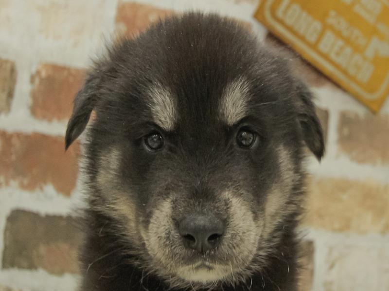 静岡県のハーフ犬 (ワンラブ浜松本店/2024年1月6日生まれ/男の子/ブラックホワイト)の子犬