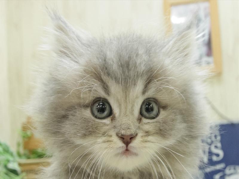 静岡県のラガマフィン (ワンラブ静岡PARCO店/2024年1月7日生まれ/男の子/ブルータビー)の子猫