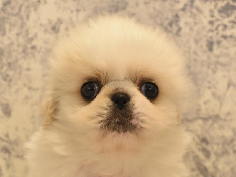 千葉県のハーフ犬 (ワンラブカインズ幕張店/2024年1月7日生まれ/男の子/ホワイトクリーム)の子犬