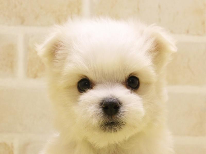 静岡県のマルチーズ (ワンラブカインズ伊東店/2024年1月8日生まれ/男の子/ホワイト)の子犬