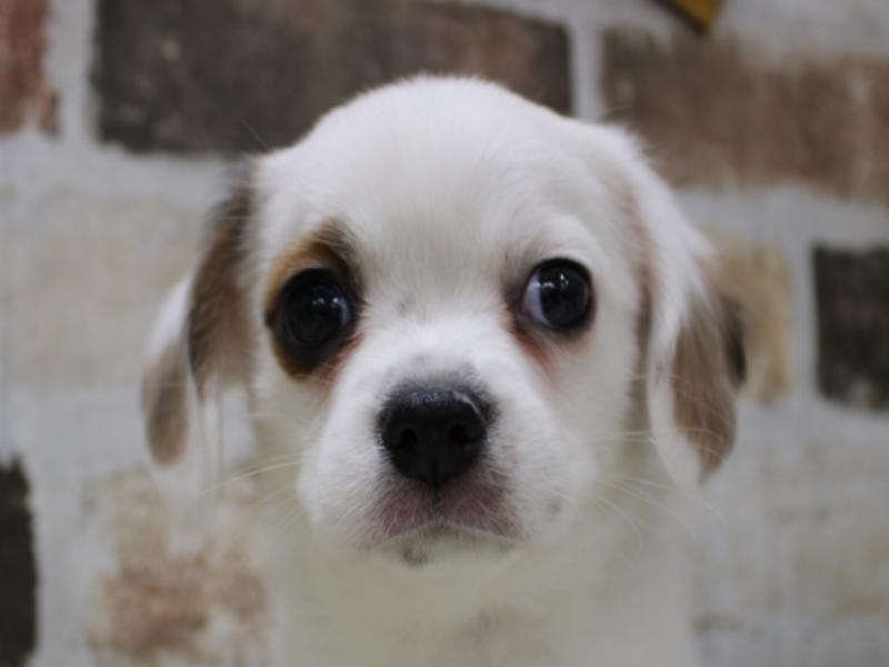 三重県のハーフ犬 (ワンラブホームセンターバロー久居店/2024年1月10日生まれ/男の子/レッドホワイト)の子犬