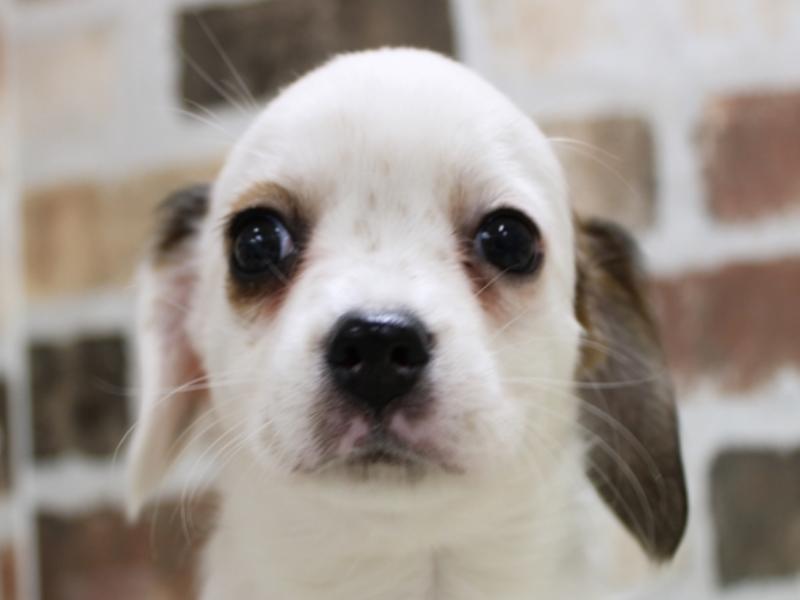 三重県のハーフ犬 (ワンラブカインズ明和店/2024年1月10日生まれ/女の子/レッドホワイト)の子犬