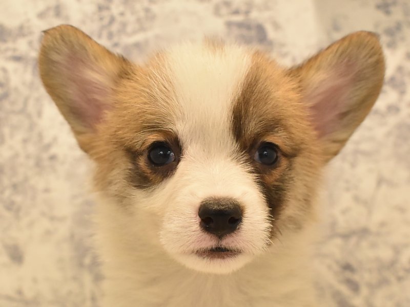 静岡県のウェルシュコーギーペンブローク (ワンラブカインズ伊東店/2024年1月6日生まれ/女の子/レッドホワイト)の子犬