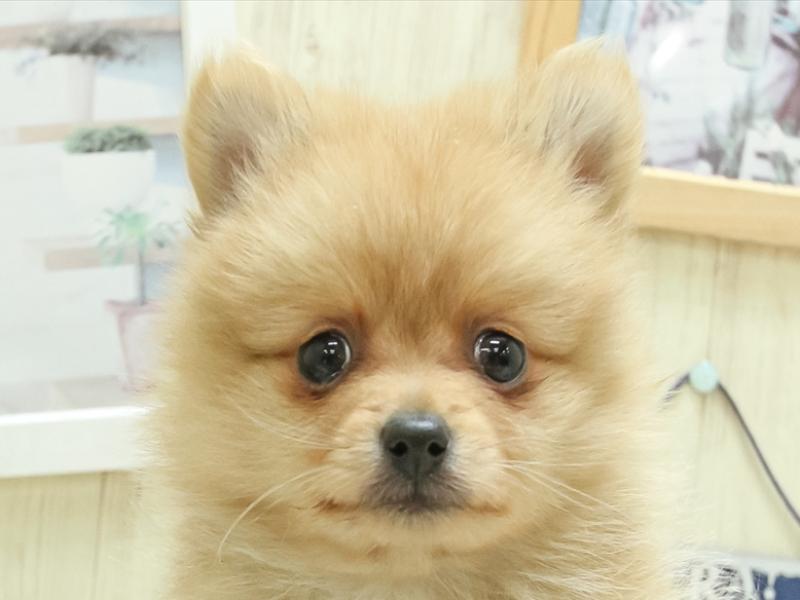 愛知県のポメラニアン (ワンラブイオンモール常滑店/2024年1月14日生まれ/女の子/オレンジ)の子犬