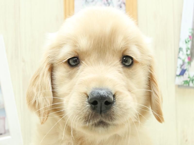 奈良県のゴールデンレトリバー (ワンラブミ・ナーラ奈良店/2024年1月11日生まれ/女の子/ゴールデン)の子犬