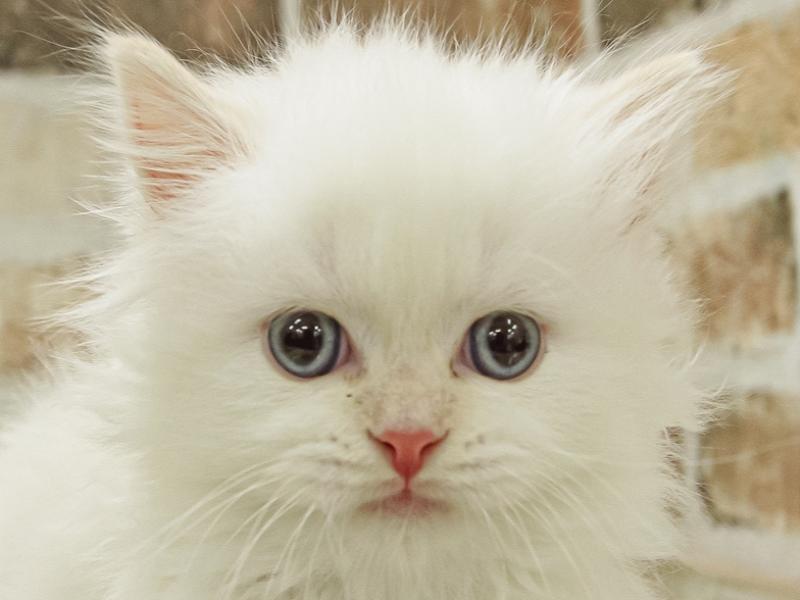 宮崎県のスコティッシュフォールド (ワンラブｽｰﾊﾟｰｾﾝﾀｰﾆｼﾑﾀ五十市店/2024年1月9日生まれ/男の子/クリームホワイト)の子猫