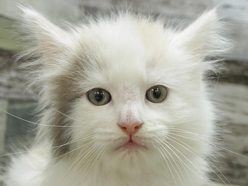 宮崎県のノルウェージャンフォレストキャット (ワンラブｽｰﾊﾟｰｾﾝﾀｰﾆｼﾑﾀ五十市店/2024年1月12日生まれ/女の子/ダイリュートキャリコ)の子猫