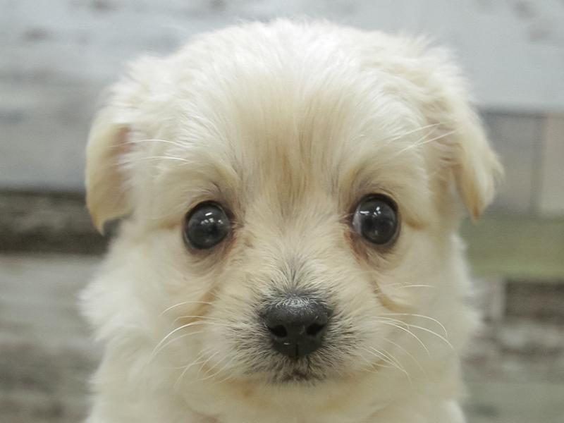 滋賀県のハーフ犬 (ワンラブカインズ彦根店/2024年1月11日生まれ/男の子/クリーム)の子犬