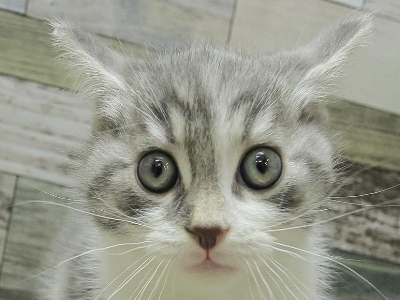 和歌山県のスコティッシュフォールド (ワンラブイズミヤ和歌山店/2024年1月13日生まれ/男の子/ブルータビーホワイト)の子猫