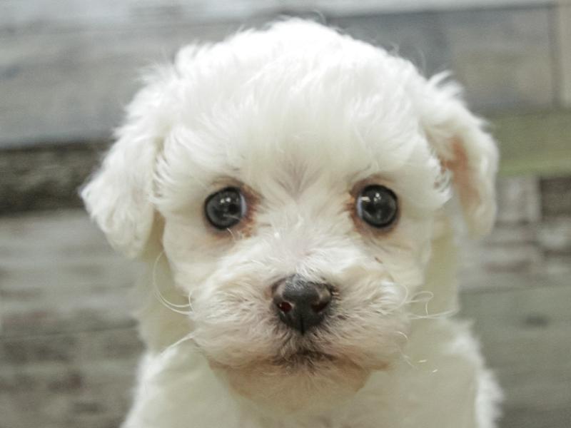 兵庫県のビションフリーゼ (ワンラブブルメール舞多聞店/2024年1月12日生まれ/女の子/ホワイト)の子犬