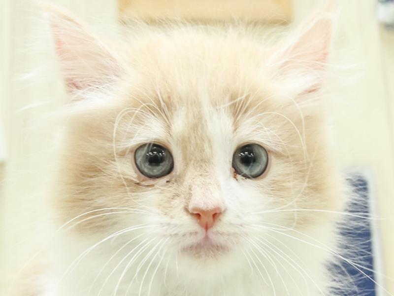 愛知県のノルウェージャンフォレストキャット (ワンラブイオンモール常滑店/2024年1月12日生まれ/女の子/クリームタビーホワイト)の子猫