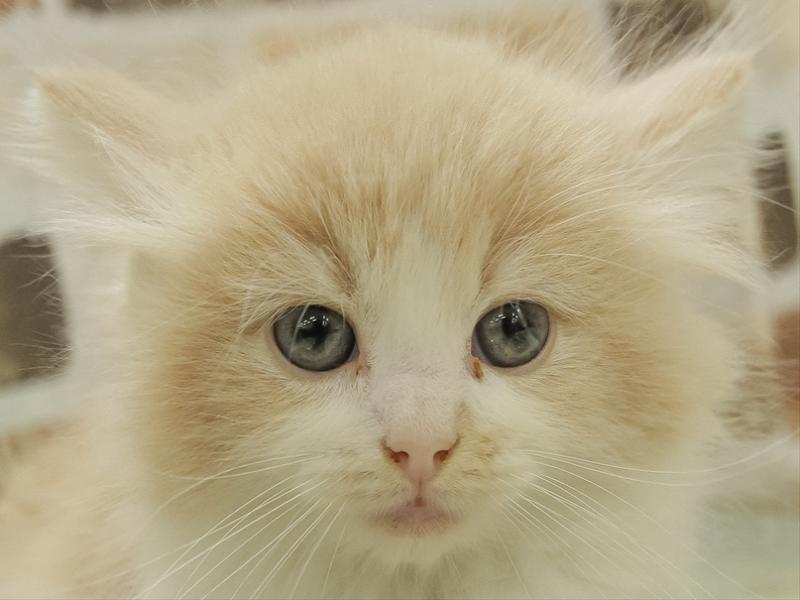 山口県のノルウェージャンフォレストキャット (ワンラブゆめシティ店/2024年1月11日生まれ/男の子/クリームホワイト)の子猫