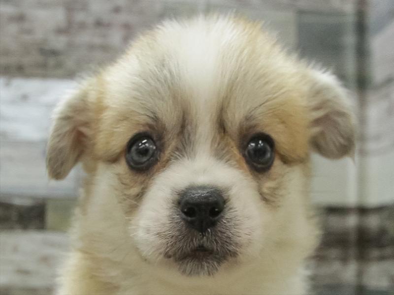 滋賀県のハーフ犬 (ワンラブコーナン イオン長浜店/2024年1月13日生まれ/女の子/セーブルホワイト)の子犬