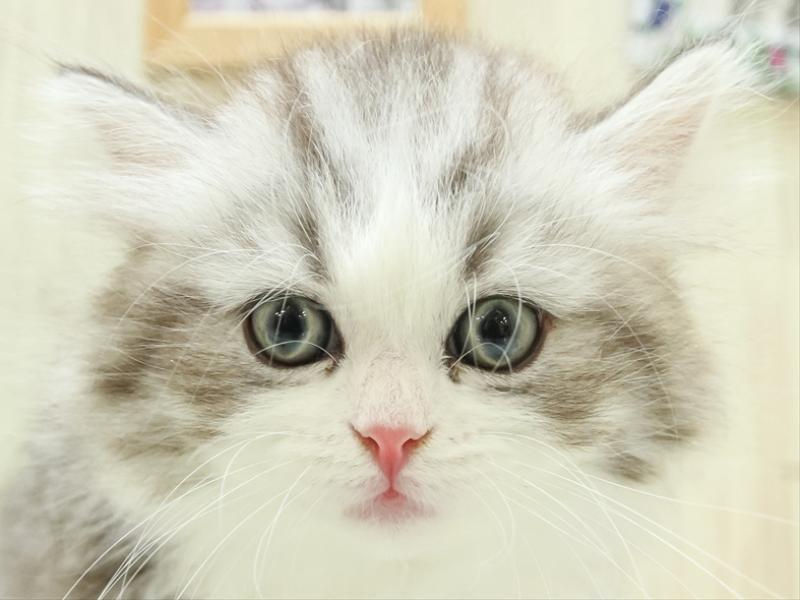 愛知県のスコティッシュフォールド (ワンラブ中部統括管理センター（D３）/2024年1月13日生まれ/女の子/シルバータビーホワイト)の子猫