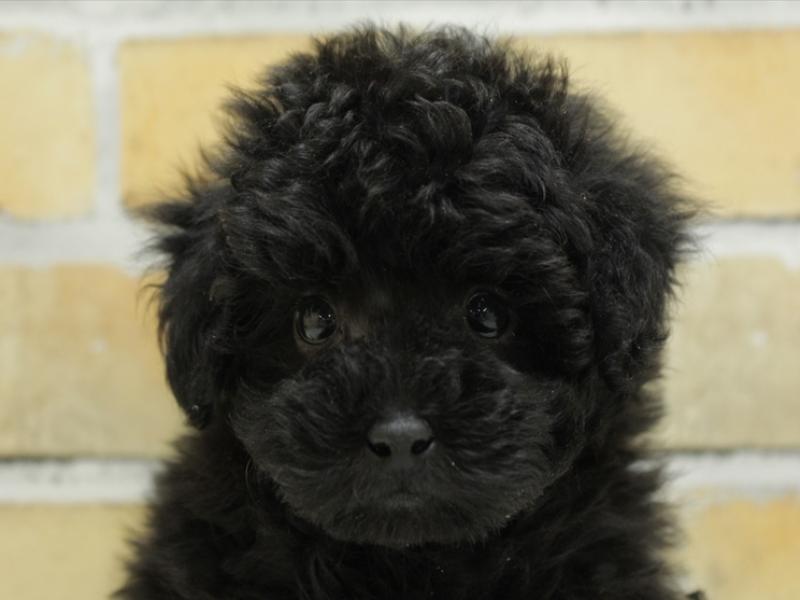 広島県のトイプードル(トイ) (ワンラブTHE OUTLETS HIROSHIMA店/2024年1月14日生まれ/男の子/ブラック)の子犬