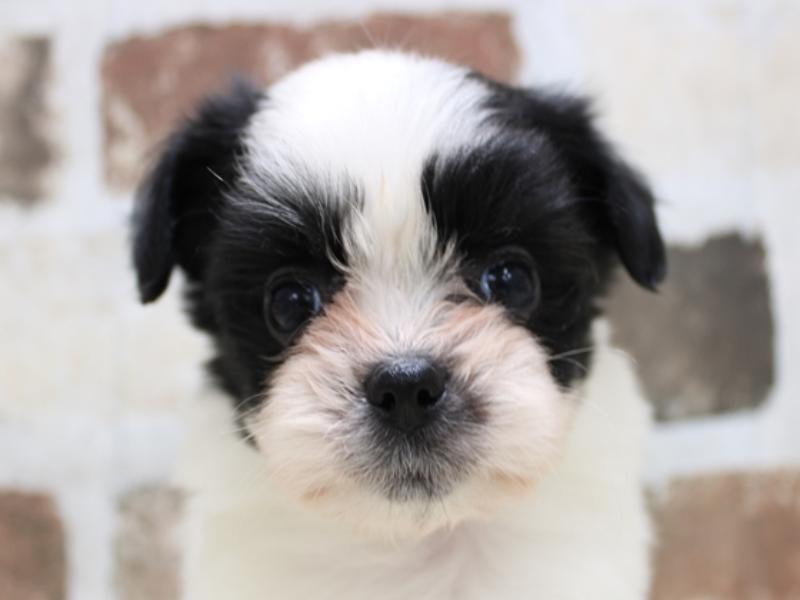 京都府のハーフ犬 (ワンラブMOMOテラス店/2024年1月12日生まれ/男の子/ホワイトブラック)の子犬