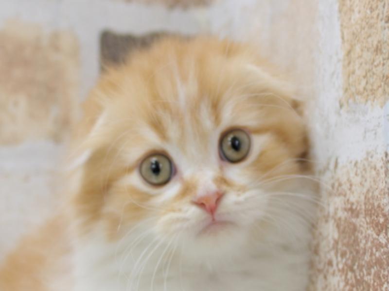 愛知県のスコティッシュフォールド (ワンラブアクロスプラザ稲沢店/2024年1月9日生まれ/男の子/レッドタビーホワイト)の子猫