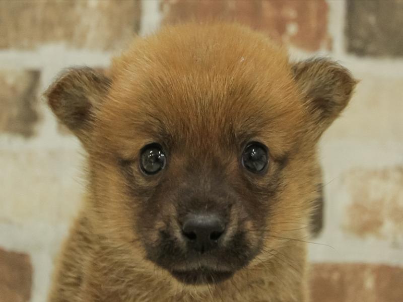 2024年1月20日生まれのポメ柴(ポメラニアン×柴犬)の1枚目の写真