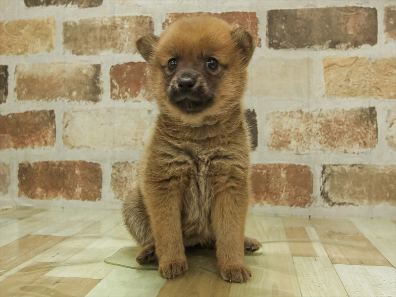 2024年1月20日生まれのポメ柴(ポメラニアン×柴犬)の3枚目の写真
