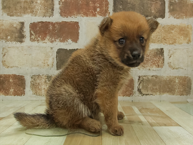 2024年1月20日生まれのポメ柴(ポメラニアン×柴犬)の2枚目の写真