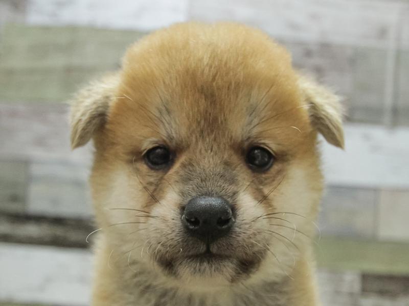 2024年1月19日生まれの柴犬(標準サイズ)の1枚目の写真