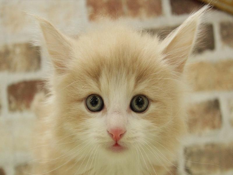 広島県のノルウェージャンフォレストキャット (ワンラブカインズ広島LECT店/2024年1月19日生まれ/男の子/クリームタビーホワイト)の子猫