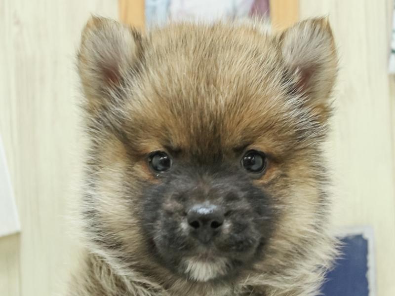 2024年1月20日生まれのポメ柴(ポメラニアン×柴犬)の1枚目の写真