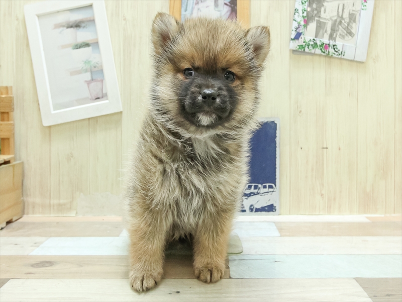 2024年1月20日生まれのポメ柴(ポメラニアン×柴犬)の3枚目の写真