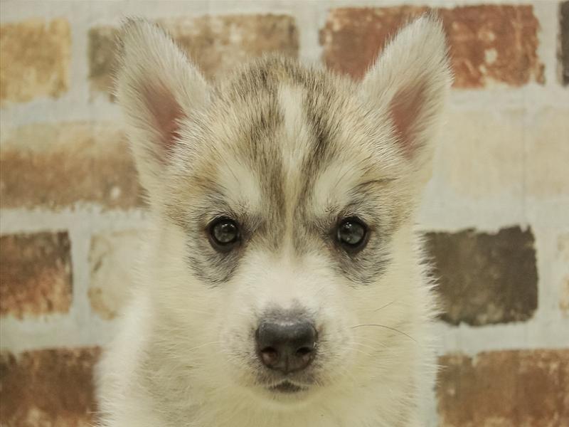 和歌山県のシベリアンハスキー (ワンラブイズミヤ和歌山店/2024年1月21日生まれ/女の子/シルバーホワイト)の子犬