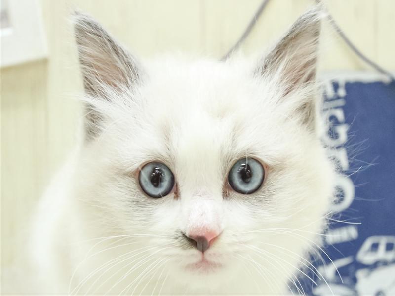 富山県のラグドール (ワンラブアピア富山店/2024年1月20日生まれ/女の子/ブルーポイントバイカラー)の子猫