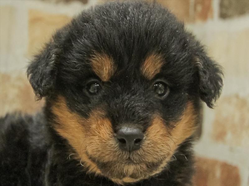 愛知県のハーフ犬 (ワンラブペッツビレッジ アピタ刈谷店/2024年1月20日生まれ/男の子/ブラックタン)の子犬