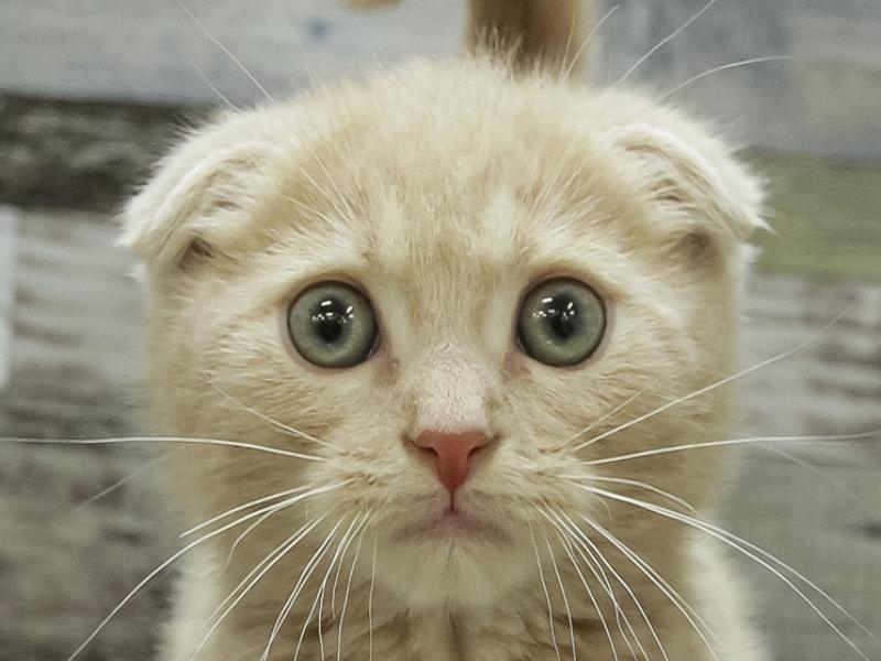 愛知県のスコティッシュフォールド (ワンラブアクロスプラザ稲沢店/2024年1月18日生まれ/男の子/クリームタビーホワイト)の子猫