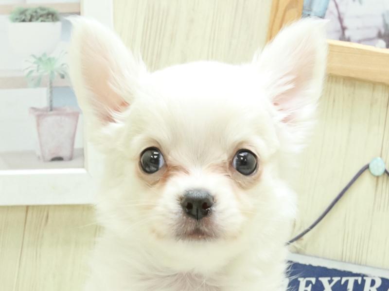 富山県のチワワ(ロング) (ワンラブアピア富山店/2024年1月21日生まれ/女の子/クリームホワイト)の子犬