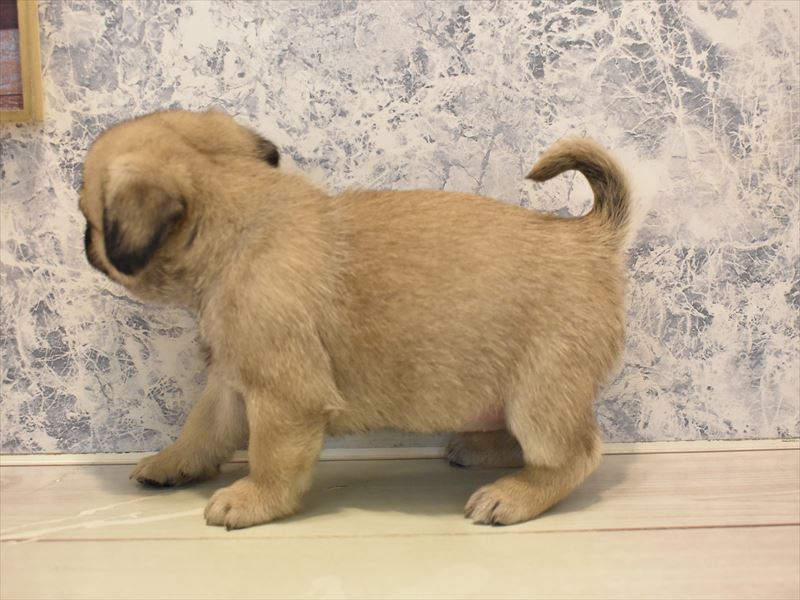 2024年1月21日生まれのハーフ犬の3枚目の写真