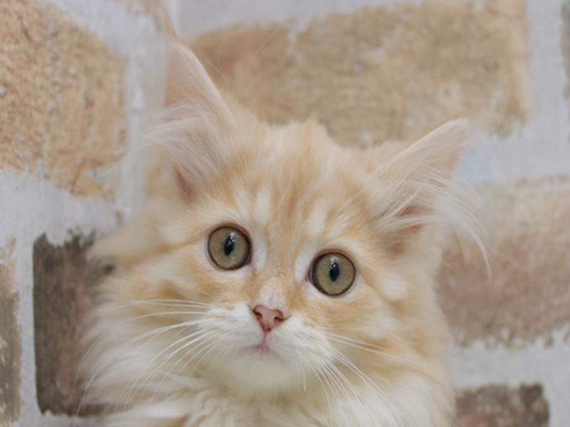 滋賀県のミヌエット (ワンラブカインズ甲賀店/2024年1月20日生まれ/女の子/クリームホワイト)の子猫