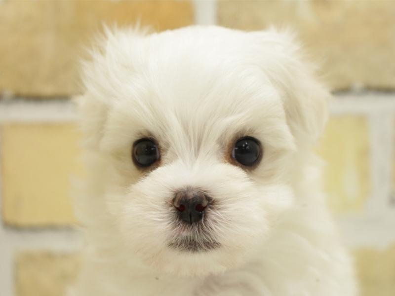 熊本県のマルチーズ (ワンラブイオンタウン西熊本店/2024年1月21日生まれ/男の子/ホワイト)の子犬