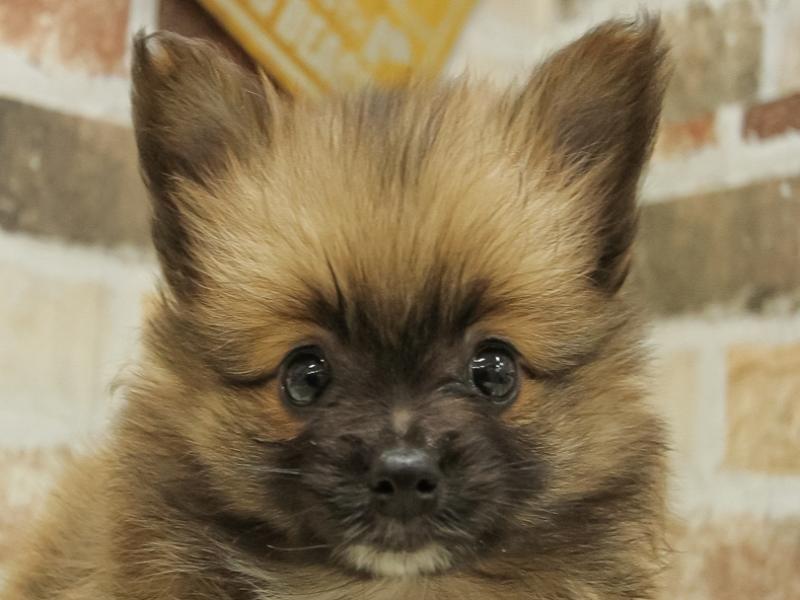 愛知県のハーフ犬 (ワンラブドン・キホーテ緑店/2024年1月27日生まれ/男の子/ブラウン)の子犬